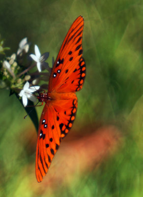 1024DSC00377b.jpg