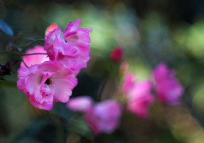 1152DSC00348.jpg