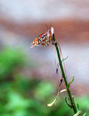 1024DSC07765.jpg