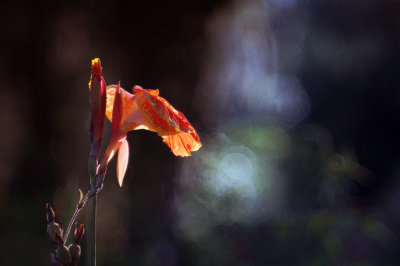 1024DSC08091.jpg