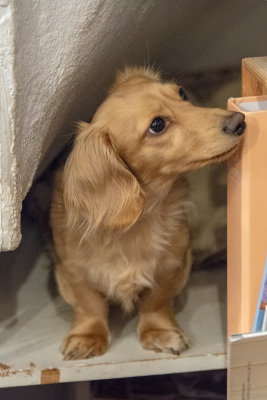 Puppy in a souvenir shop in Honfleur
