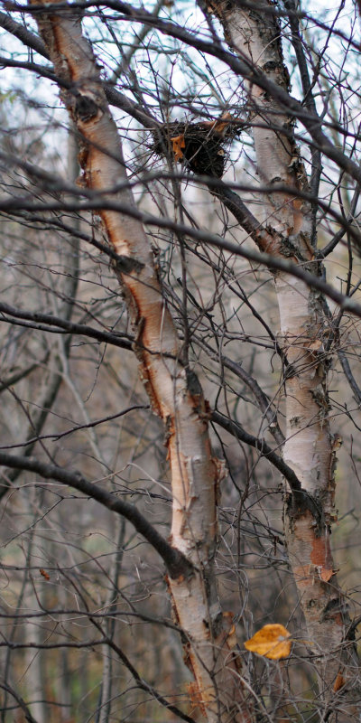 pb101313047.jpg