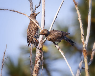 Northern Flicker, Susanville, CA