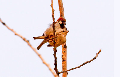 House Sparrow