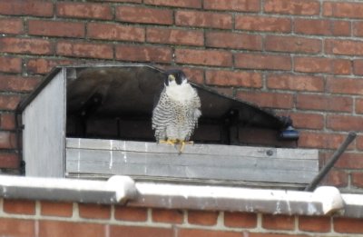 McKenzie Peregrines 2017