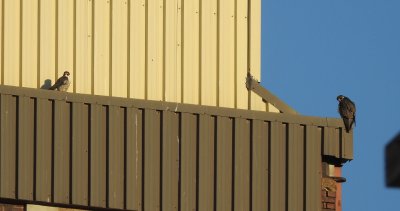 Mckenzie falcons June 27 2017 002.bmp