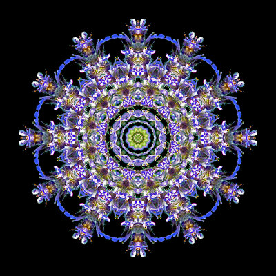 Kaleidoscope created with a wild flower in the forest seen in May