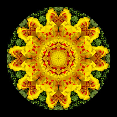 Kaleidoscope created with a tulip in April