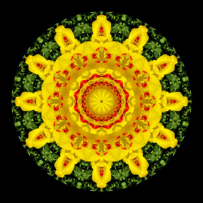 Kaleidoscope created with a tulip in April