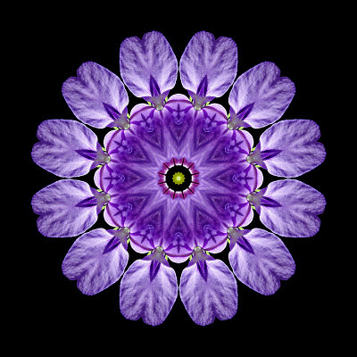 Kaleidoscope created with a wild flower seen in April