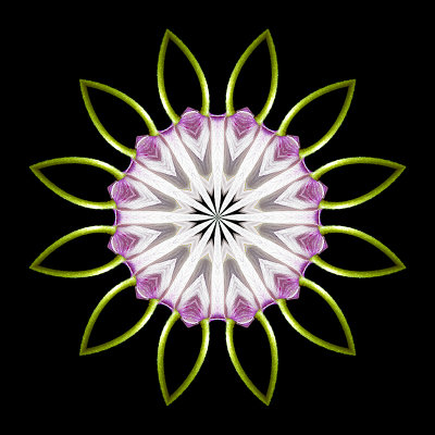 Kaleidoscope created with a wild flower seen in the forest in April
