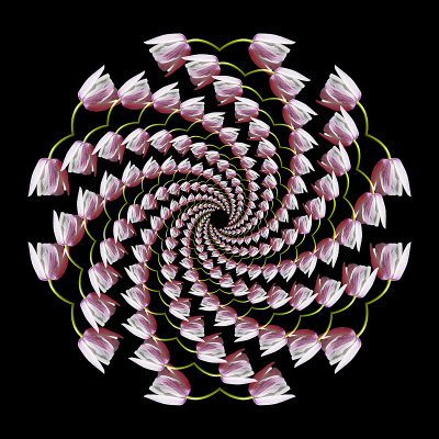 Logarithmic spiral creation