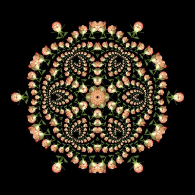 Evolved Rose Kaleidoscope
