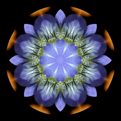 Kaleidoscopic creation with an early wild flower on the mountains