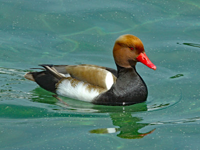 A duck at Lake Zurich
