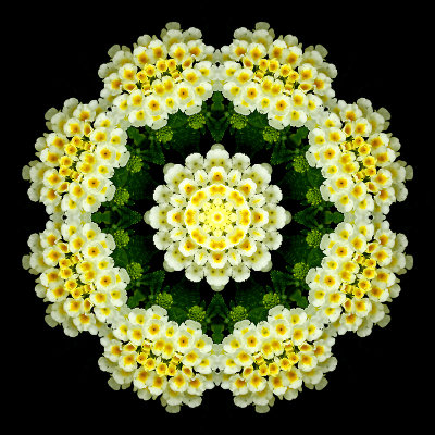 Kaleidoscopic picture created with a flower in my backyard