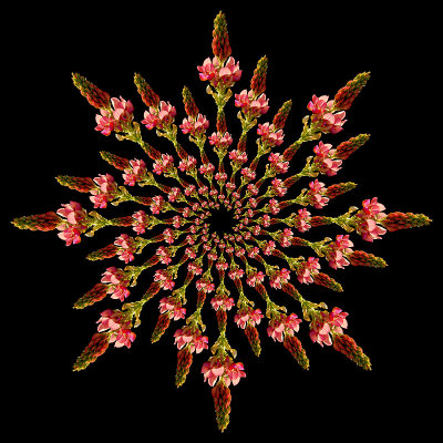 Logarithmic spiral kaleidoscope created with a wild flower seen in May