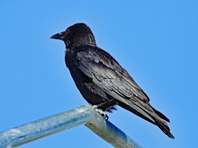 Black crow in May