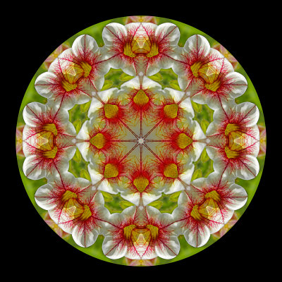 Kaleidoscopic creation done with a garden flower in June