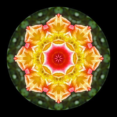 Kaleidoscopic creation with a rose