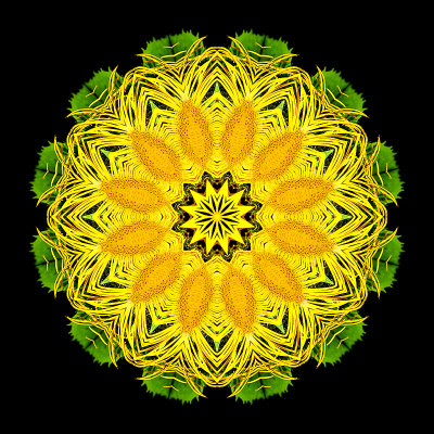 Kaleidoscopic creation done with a yellow flower seen in a parc in June