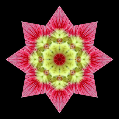 Kaleidoscope created with a flower seen in a garden of my village