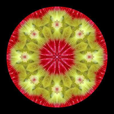 Kaleidoscope created with a flower seen in a garden of my village