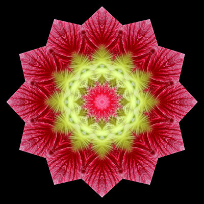 Kaleidoscope created with a flower seen in a garden of my village