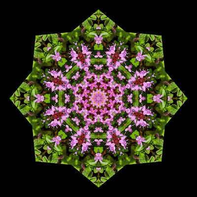 Kaleidoscope created with small wild flowers seen in June