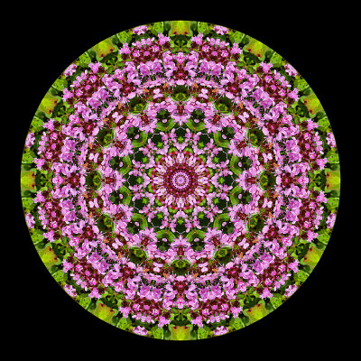 Kaleidoscope created with small wild flowers seen in June