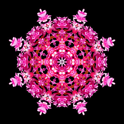 Kaleidoscopic creation done with a flower seen in a parc in June