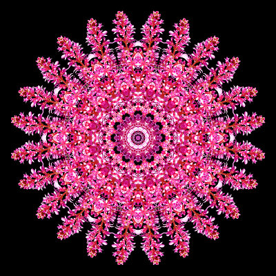 Kaleidoscopic creation done with a flower seen in a parc in June