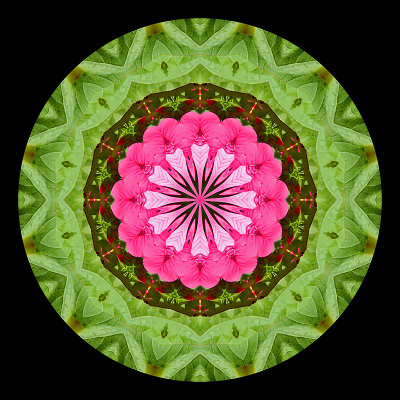 Kaleidoscopic creation done with a flower seen in a parc in Zurich