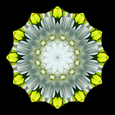 Kaleidoscopic creation done with a flower seen in a parc in Zurich
