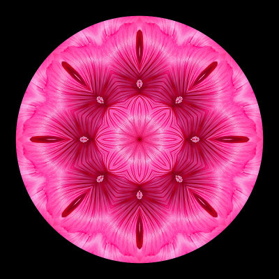 Kaleidoscope created with a flower seen in a parc in Zurich