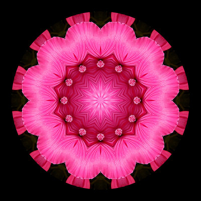 Kaleidoscope created with a flower seen in a parc in Zurich