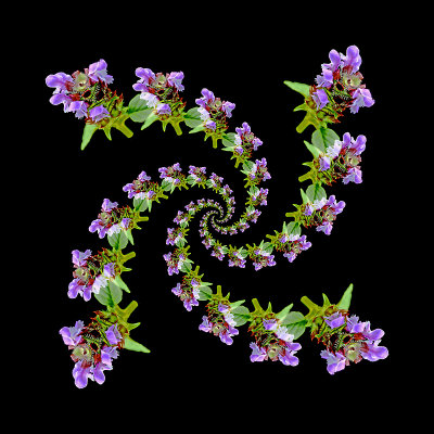 Logarithmic spiral kaleidoscope created with a wild flower captured September 2015 - created 8th July 2018