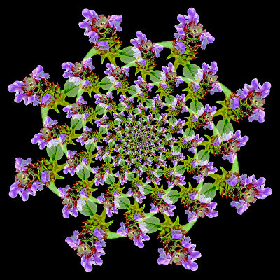 Logarithmic spiral kaleidoscope created with a wild flower captured September 2015 - created 8th July 2018