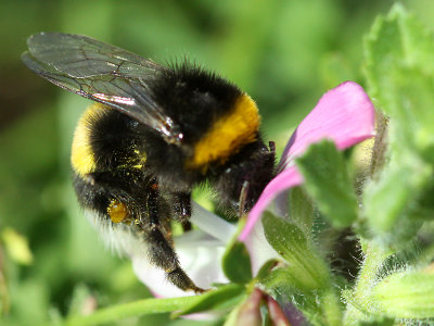 Bumble bee on a wild flower in July