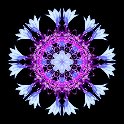 Kaleidoscopic creation done with a wild flower seen 9th July 2018