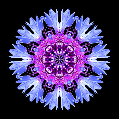 Kaleidoscopic creation done with a wild flower seen 9th July 2018