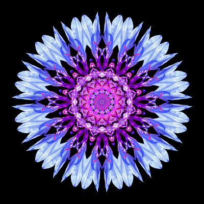 Kaleidoscopic creation done with a wild flower seen 9th July 2018