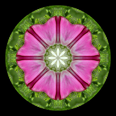 Kaleidoscopic creation done with a small wild flower seen 9th July 2018