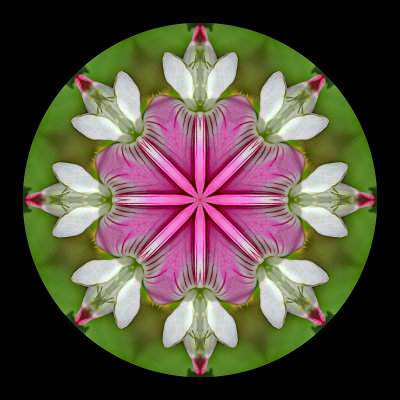 Kaleidoscopic creation done with a small wild flower seen 9th July 2018