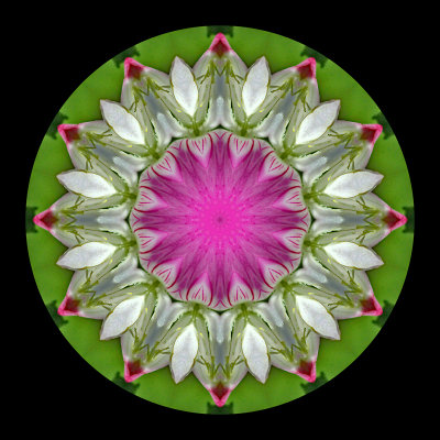 Kaleidoscopic creation done with a small wild flower seen 9th July 2018