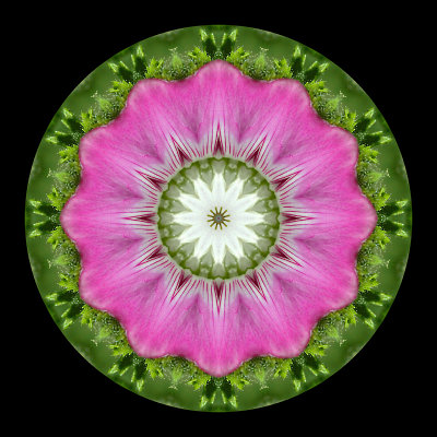 Kaleidoscopic creation done with a small wild flower seen 9th July 2018