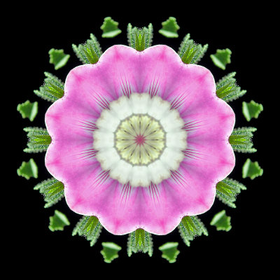 Kaleidoscopic creation done with a small wild flower seen 9th July 2018