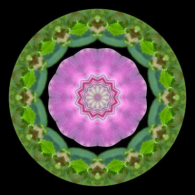 Kaleidoscopic creation done with a small wild flower seen 9th July 2018