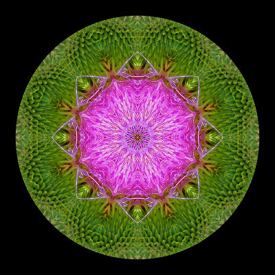 Kaleidoscopic creation done with a wild thistle flower seen 9th July