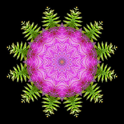 Kaleidoscopic creation done with a wild thistle flower seen 9th July